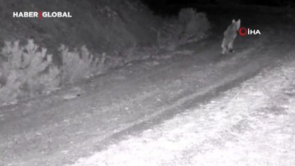 "Ormanın hayaleti" doğal ortamında fotokapana takıldı