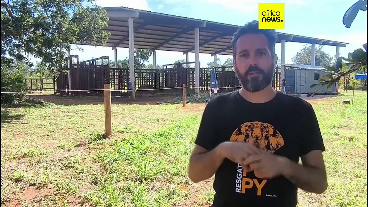 Brésil : la nouvelle vie de Pupy l'éléphante après 30 ans de captivité