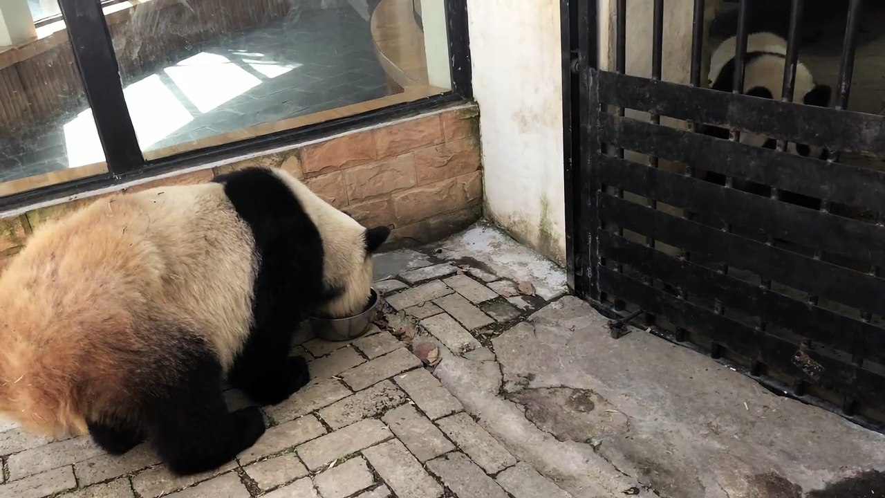 The daily life of pandas 🐼  (25)  #Panda #Lovely