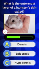Hamster Skin Quiz 🐹 | Can You Answer These Pet Care Questions Correctly? || The Quiz Catalyst
