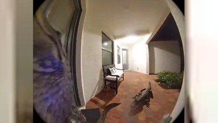 Terrible susto en casa: llaman al timbre y aparecen... ¡dos cocodrilos!
