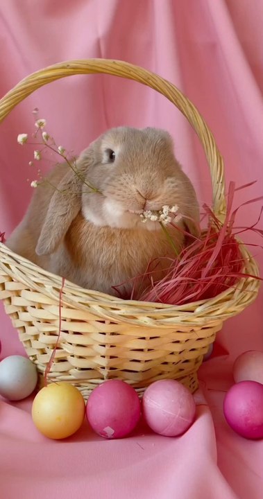 Easter Bunny