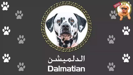 الدلميشن | ليه الناس ما بتربيش دلميشن مع إنه بيعمل كل حاجة إتفرج للآخر و شوف بنفسك | Dalmatian Dog