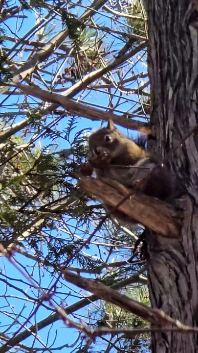 Hungry Little Squirrel
