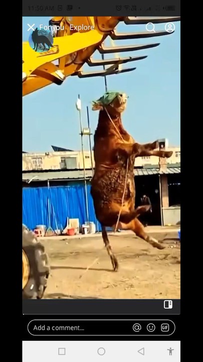 funny and dangerous animals