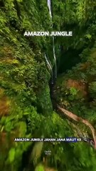 Amazon Jungle science sciencefacts