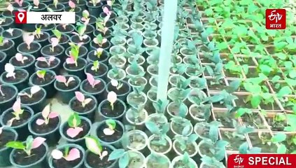 अलवर में पौधरोपण को लेकर लोगों में बढ़ी जागरूकता, वन विभाग को मिला 5.10 लाख पौधों का लक्ष्य