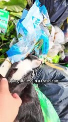 Rescue cat #animals #cat #rescue #shorts #shortvideo