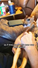 Rescue deer #animals #shorts #shortvideo #rescue