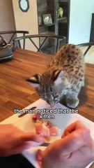 Rescue lynx #animals #cute #shorts #shortvideo