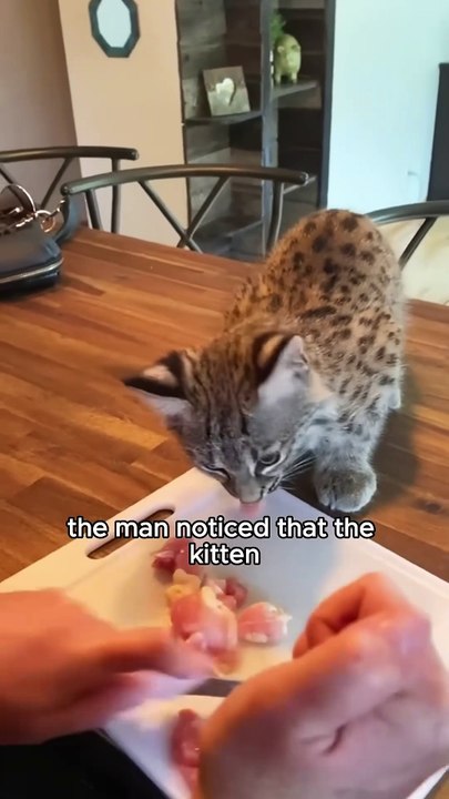 Rescue lynx #animals #cute #shorts #shortvideo
