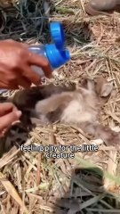 Rescue lion #animals #shorts #shortvideo #cute