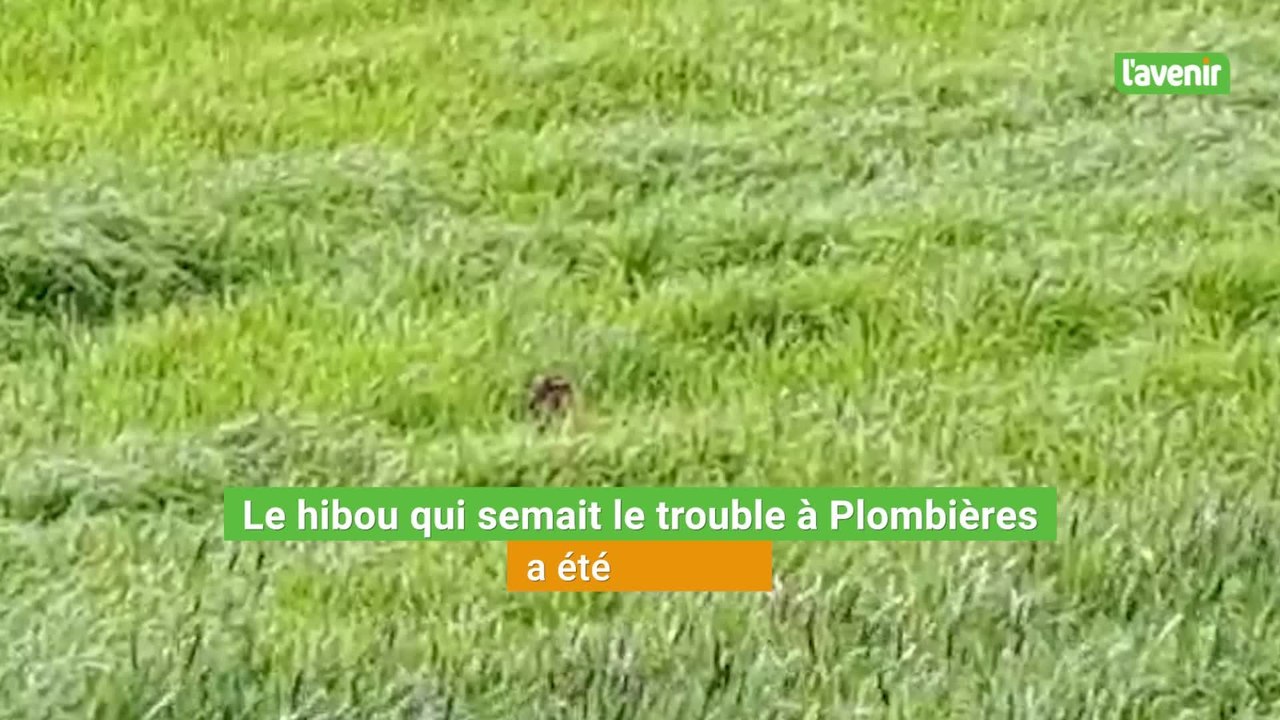 Le hibou qui semait le trouble à Plombières a été retrouvé, blessé