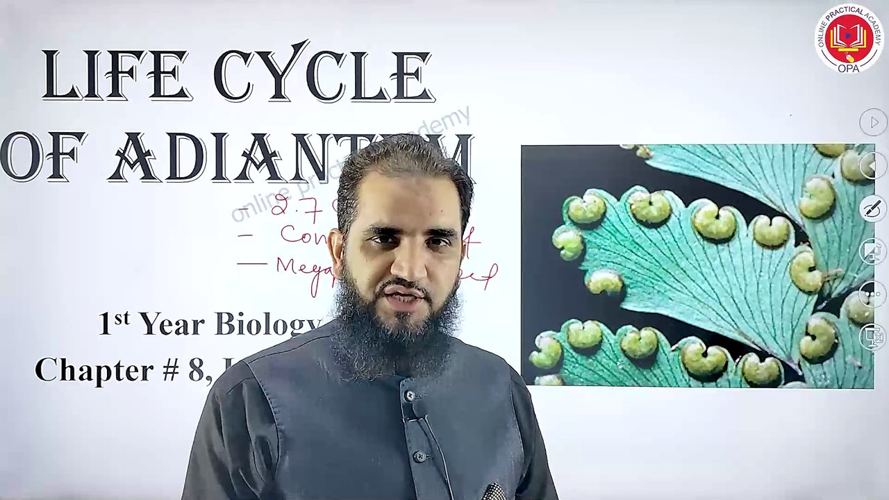 6. life cycle of adiantum