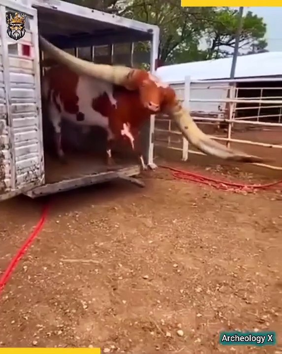 "Shocking Moments: When Animals Attack!"