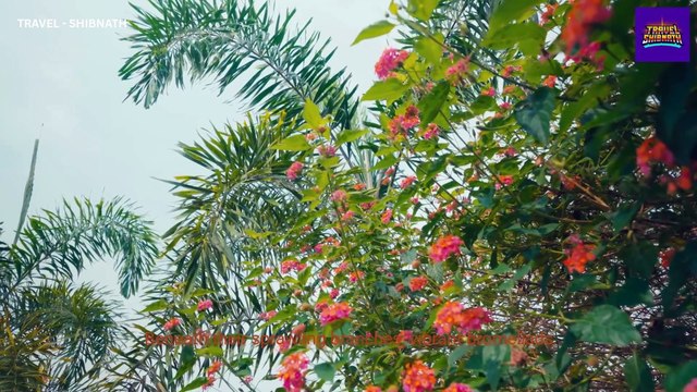 Amazon Safari from Manaus: Explore the Wild Heart of Brazil.