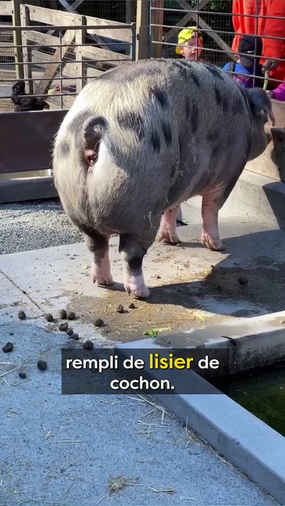 Ta plage est remplie de caca