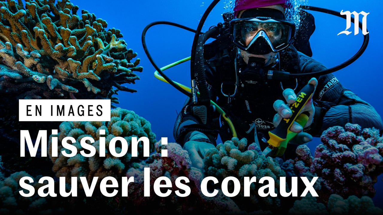 Polynésie française : la découverte qui pourrait sauver des récifs coralliens