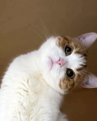 🎉 Welcome to the ultimate purr-fest! 😻 In this episode, we dive into the