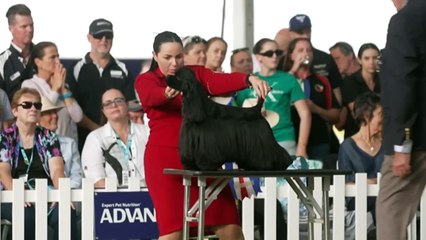Canine competition at the easter gathers pups from around the country