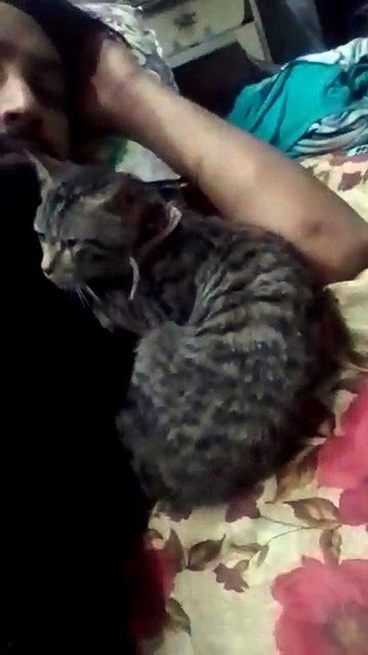 Laiger cats lovers