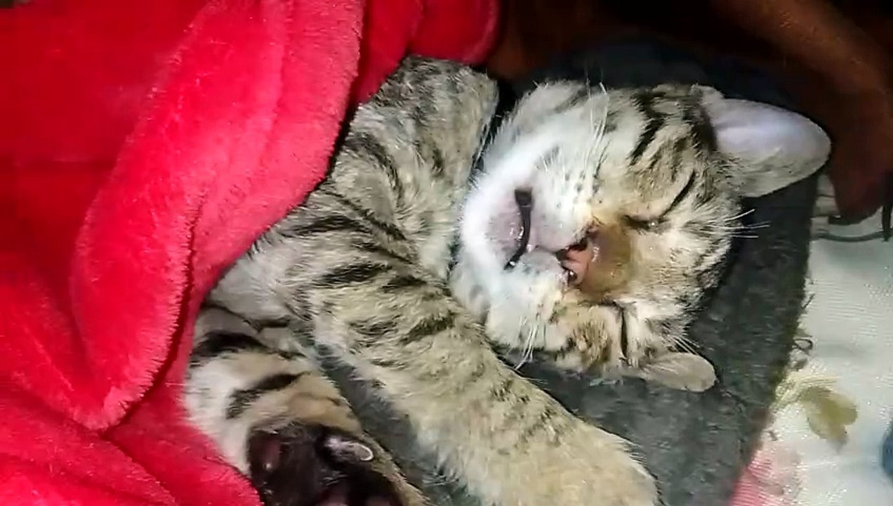 Laiger sleeping time