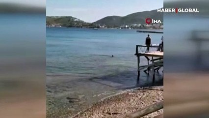 Datça'da korkutan görüntü! İki köpek balığı görüntülendi