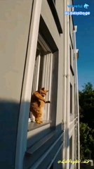 this cat has moves!