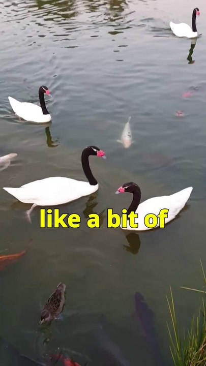 Bicentennial Park: Swans & Koi in Santiago 🦢🐟
