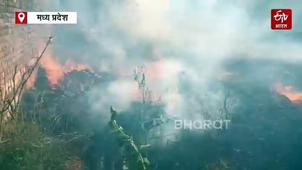 किसानों ने कलेक्टर के आदेश को दिखाया ठेंगा! हो रही कार्रवाई फिर भी धड़ल्ले से जलाई नरवाई