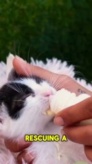 Rescuing a Tiny Kitten from the Trash- Our Heartwarming Find