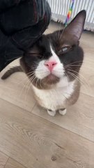 Cats vs. Cucumber: The Ultimate Reaction Compilation