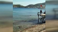 Datça’da kıyıda peş peşe 2 köpekbalığı paniği kamerada!