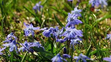 Baharla birlikte açtılar! Bu çiçeği görmek için 11 kilometre yürüdüler