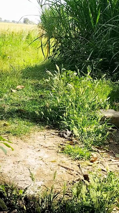 The Symphony of Nature