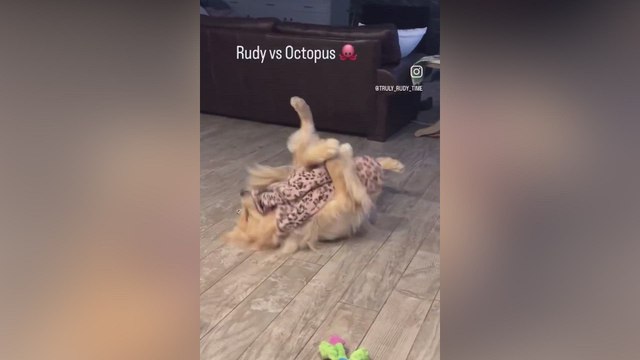 La viral pelea entre un Golden retriever y un 'pulpo' que arrasa en redes sociales