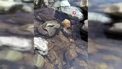 O ilimizde benekli semender görüntülendi