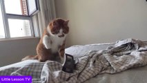 Silliest CATS on Earth 😂 Funny Cats Videos 2023 |  #CatsBeingCats #CaturdayLaughs #PetFails