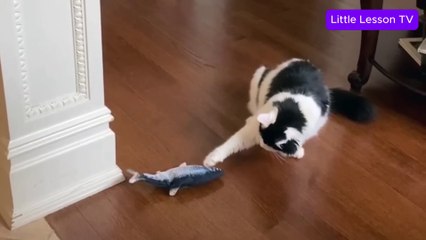 A Cat With Infinite Rizz | Funny Cat Compilation – FailArmy | #SassyCats #CatAttitude #FunnyAnimalVideos