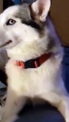 Dog vs cat so funny#video #funnypets#animals #funnyanim#give you happiness