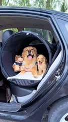 Dog vs cat so funny#video #funnypets#animals #funnyanim#give you happiness