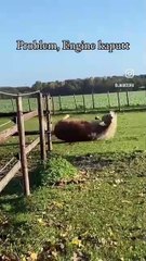 Dog vs cat so funny#video #funnypets#animals #funnyanim#give you happiness