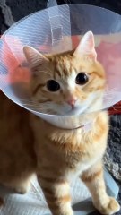 Dog vs cat so funny#video #funnypets#animals #funnyanim#give you happiness
