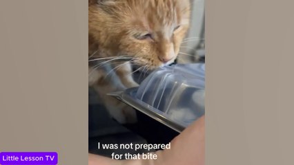 Most Dramatic CATS on Earth 😂 Funny Cats Videos 2025 | #OscarCat #Catsof2025 #OverTheTopCats #CatReactions #FunnyAnimals