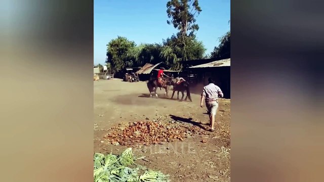 Humor chileno, fails chilenos, risas, caídas, solo pasa en Chile,Pariente #22