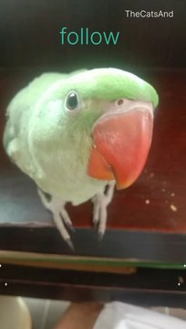 Natural Parrot Sound | Parrot Talking Sound | Wonder Pets | #foryou #short #funny #comedy #pets #animals #dailymotion #parrot #natural #sound #talking #laugh #laughing #TheCatsAnd #voice