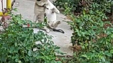 dog dancing