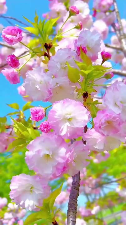 Beautiful Flowers 🌹