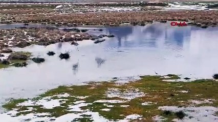 Nesli tükenme tehlikesi altındaki sevimli misafirler Türkiye'ye geri döndü