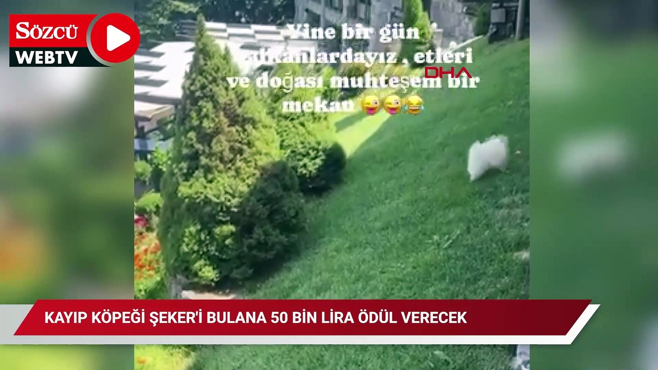 Kayıp köpeği Şeker'i bulana 50 bin lira ödül verecek